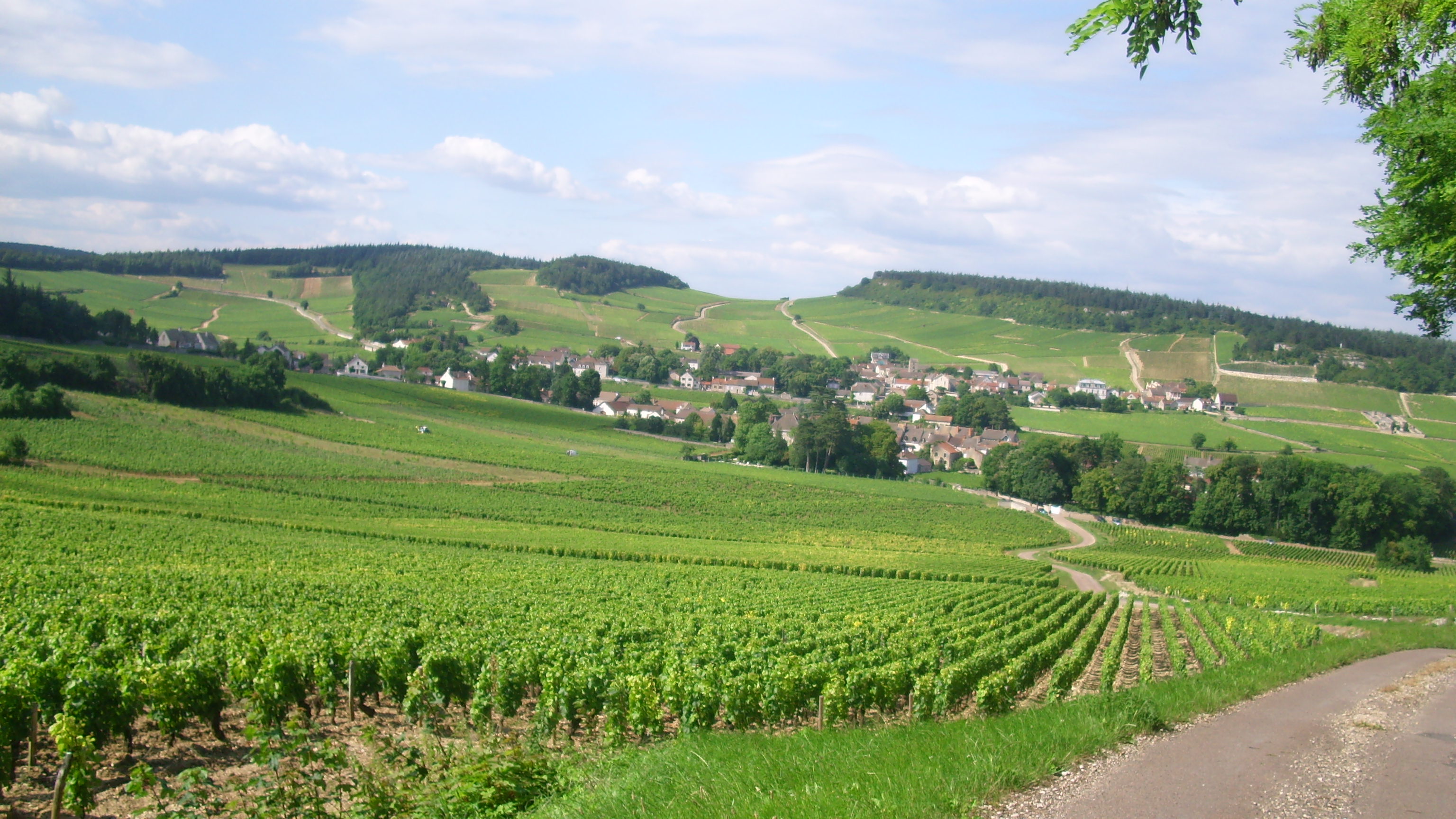Le Chablis, vin mondialement connu est produit en Bourgogne.