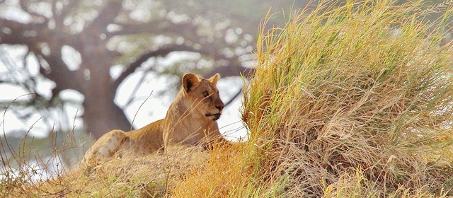 Quels sont les endroits où se loger en Tanzanie ?