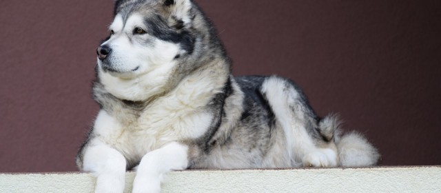 Faire garder un animal pendant les vacances : quelle solution adopter?