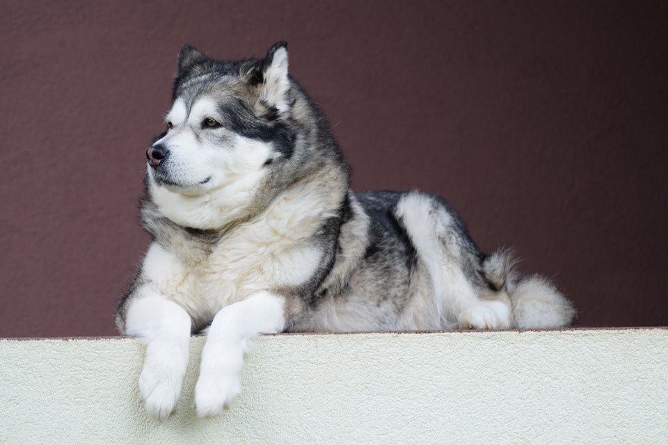 Faire garder un animal pendant les vacances : quelle solution adopter?