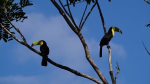 keel-billed-toucan-1080724_1280