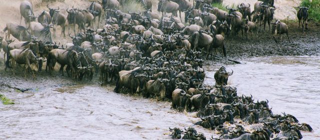 Un lodge insolite au cœur de la savane tanzanienne