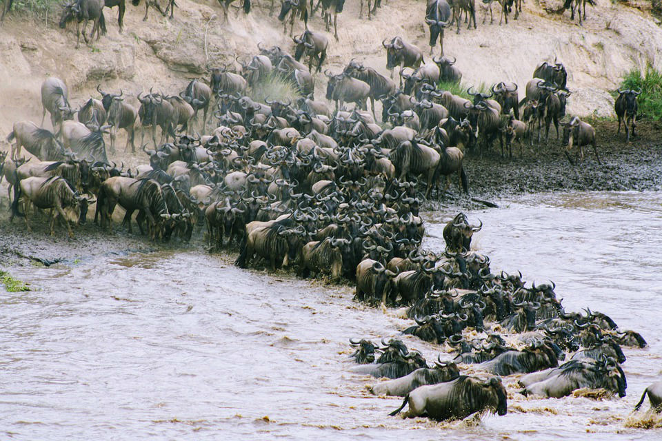 grande migration tanzanie